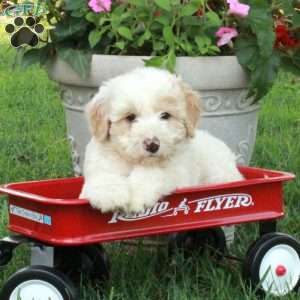 Jingle, Miniature Poodle Mix Puppy