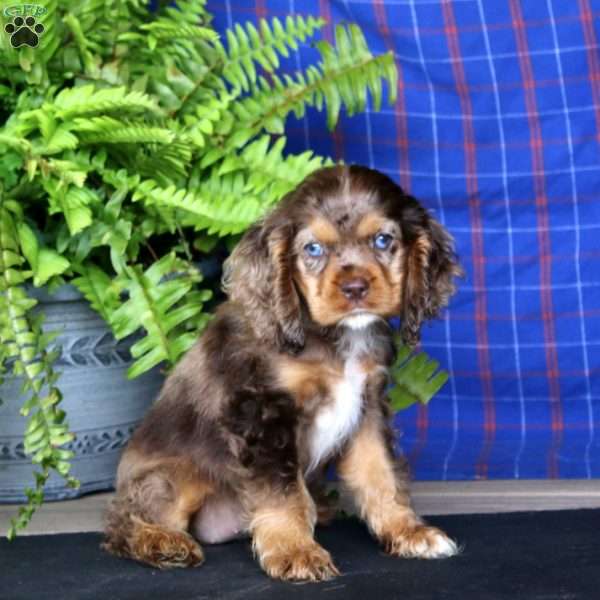 Jodi, Cocker Spaniel Puppy