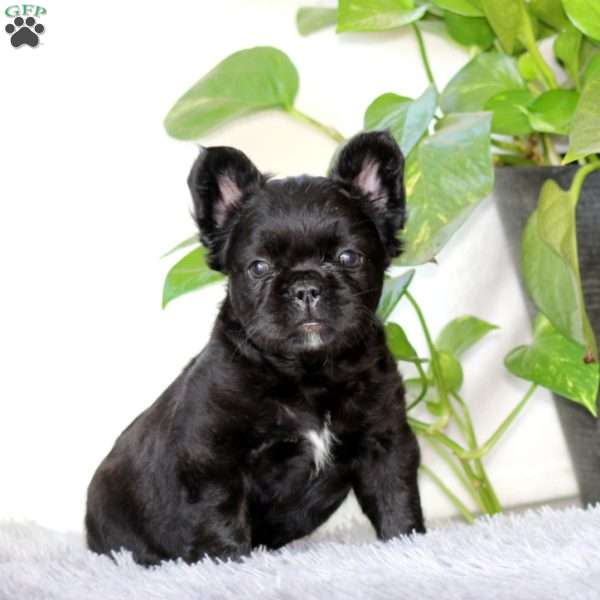 Jodi, French Bulldog Puppy