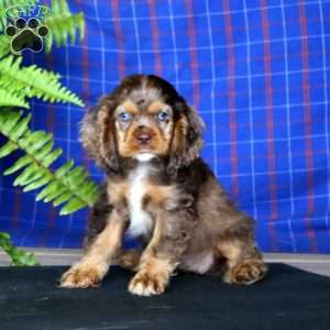 Jodi, Cocker Spaniel Puppy