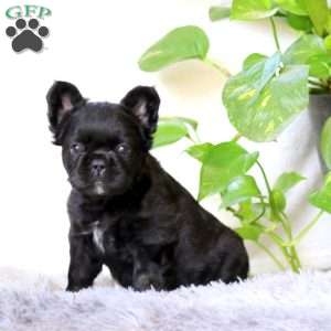 Jodi, French Bulldog Puppy