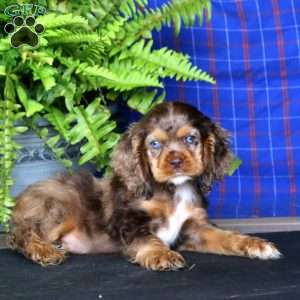 Jodi, Cocker Spaniel Puppy