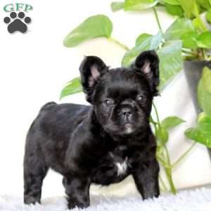 Jodi, French Bulldog Puppy