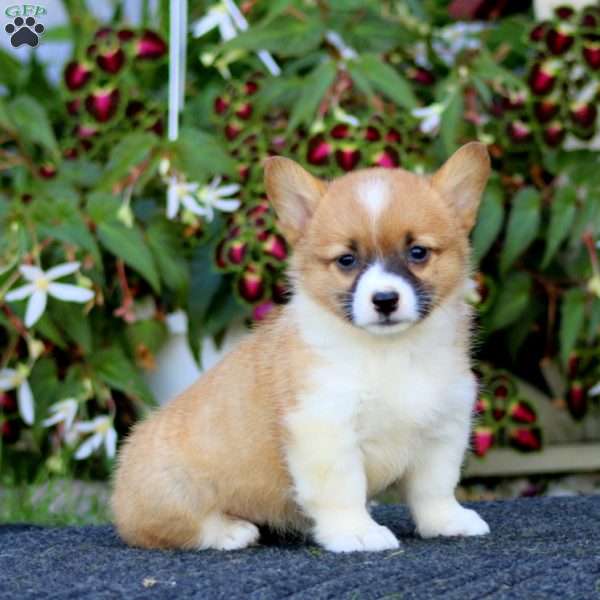 Jodie, Pembroke Welsh Corgi Puppy