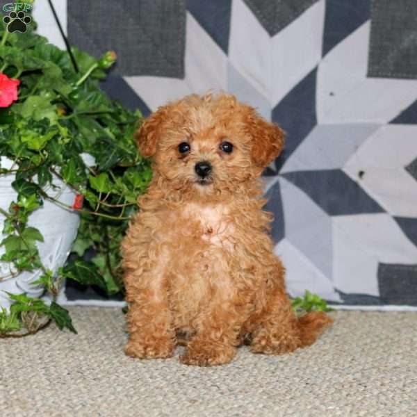 Jodie, Miniature Poodle Puppy