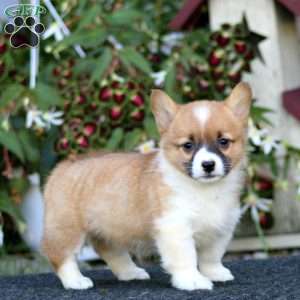 Jodie, Pembroke Welsh Corgi Puppy