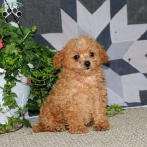 Jodie, Miniature Poodle Puppy