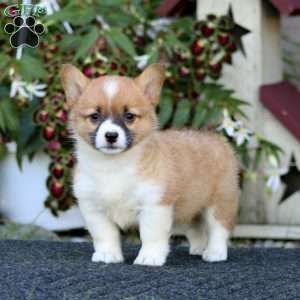 Jodie, Pembroke Welsh Corgi Puppy