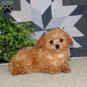Jodie, Miniature Poodle Puppy
