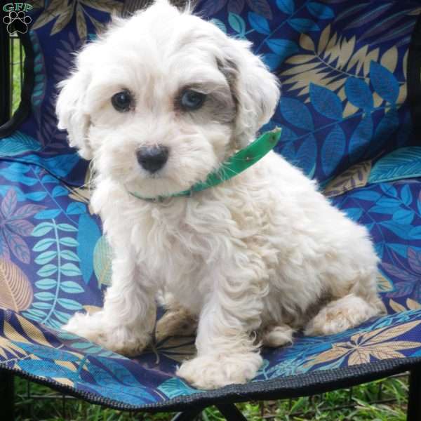 Joe, Maltipoo Puppy