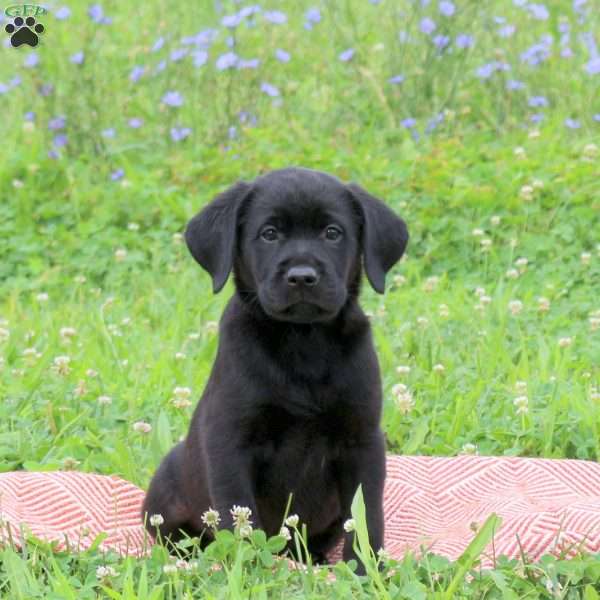 Joelle, Golden Labrador Puppy