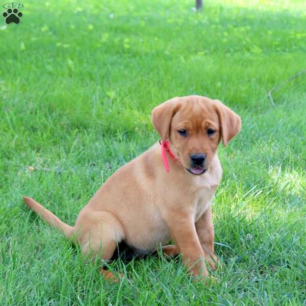 Joelle, Fox Red Labrador Retriever Puppy
