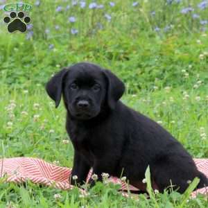 Joelle, Golden Labrador Puppy
