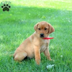 Joelle, Fox Red Labrador Retriever Puppy