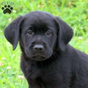 Joelle, Golden Labrador Puppy