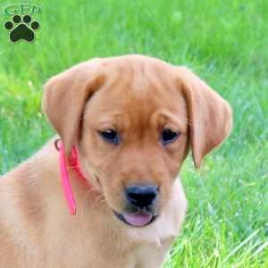 Joelle, Fox Red Labrador Retriever Puppy