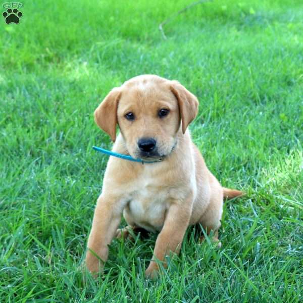 Joey, Fox Red Labrador Retriever Puppy