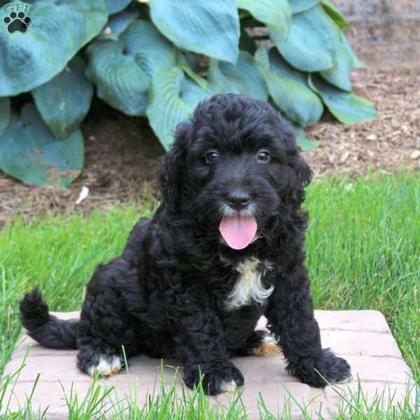 Joey, Mini Golden Mountain Doodle Puppy