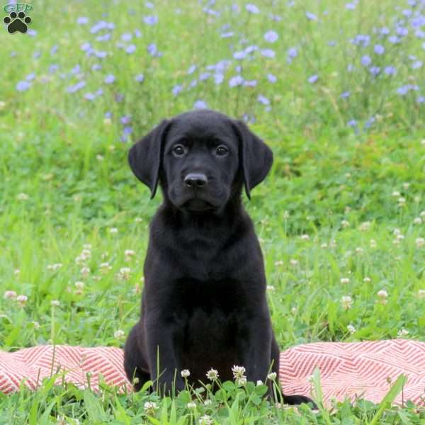 Joey, Golden Labrador Puppy
