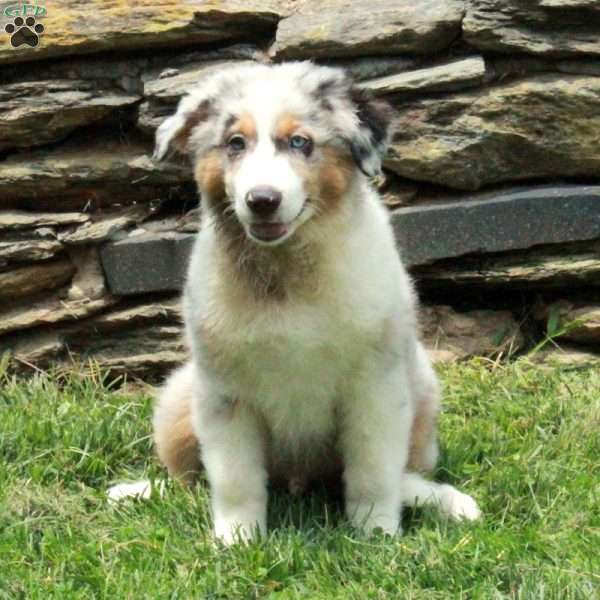 Joey, Australian Shepherd Puppy