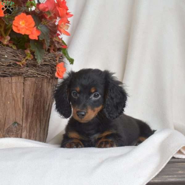 Joey-Miniature, Dachshund Puppy