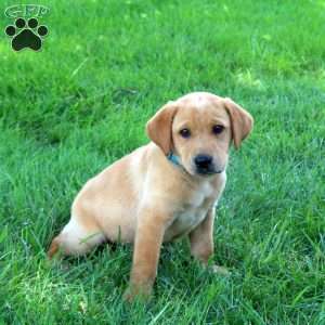 Joey, Fox Red Labrador Retriever Puppy