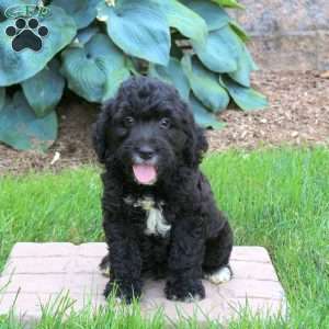 Joey, Mini Golden Mountain Doodle Puppy