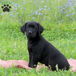 Joey, Golden Labrador Puppy