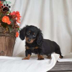 Joey-Miniature, Dachshund Puppy