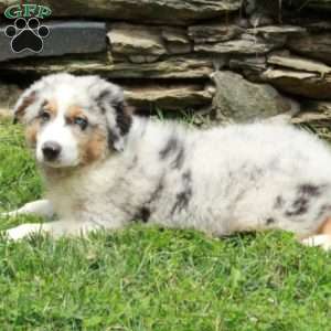Joey, Australian Shepherd Puppy
