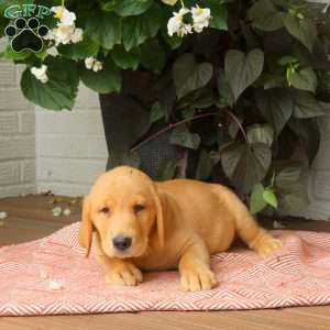 Joey, Golden Labrador Puppy
