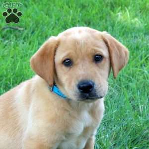 Joey, Fox Red Labrador Retriever Puppy