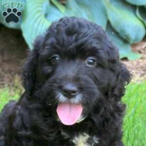 Joey, Mini Golden Mountain Doodle Puppy