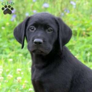Joey, Golden Labrador Puppy