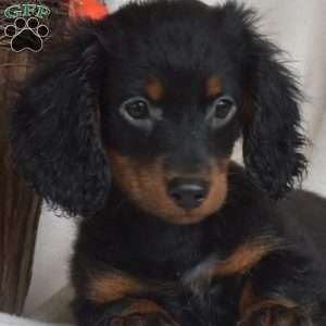 Joey-Miniature, Dachshund Puppy