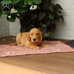 Joey, Golden Labrador Puppy