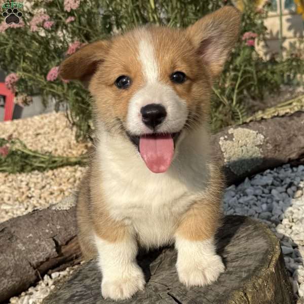 Joey, Pembroke Welsh Corgi Puppy
