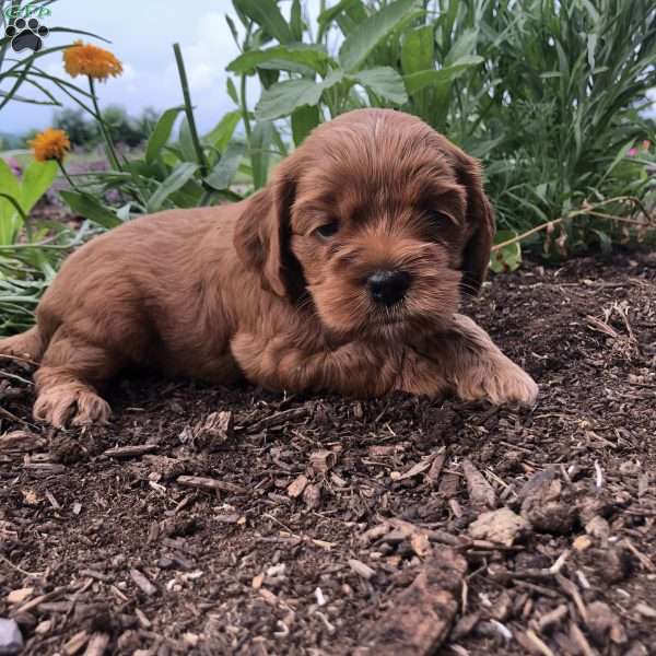 Joey, Cockapoo Puppy