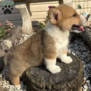 Joey, Pembroke Welsh Corgi Puppy