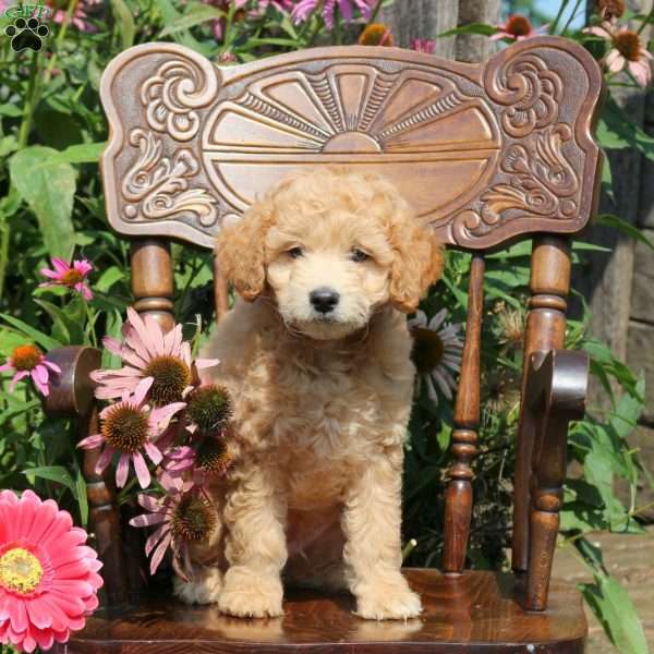 John, Mini Goldendoodle Puppy