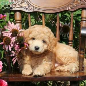 John, Mini Goldendoodle Puppy