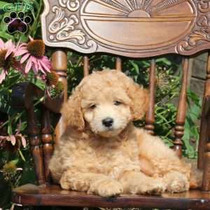 John, Mini Goldendoodle Puppy