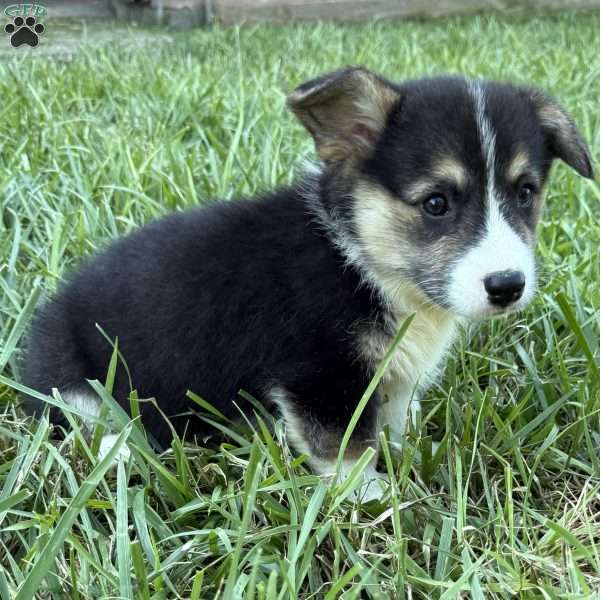 John, Pembroke Welsh Corgi Puppy