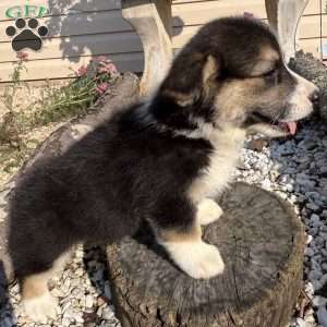 John, Pembroke Welsh Corgi Puppy