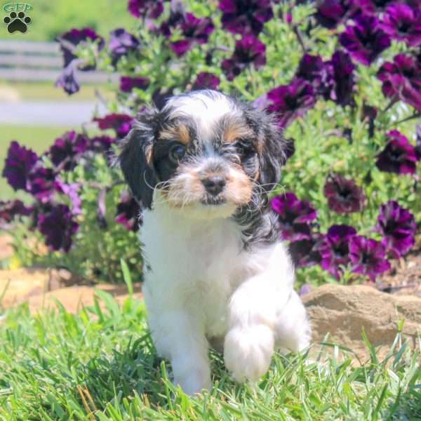 Johny, Cavapoo Puppy
