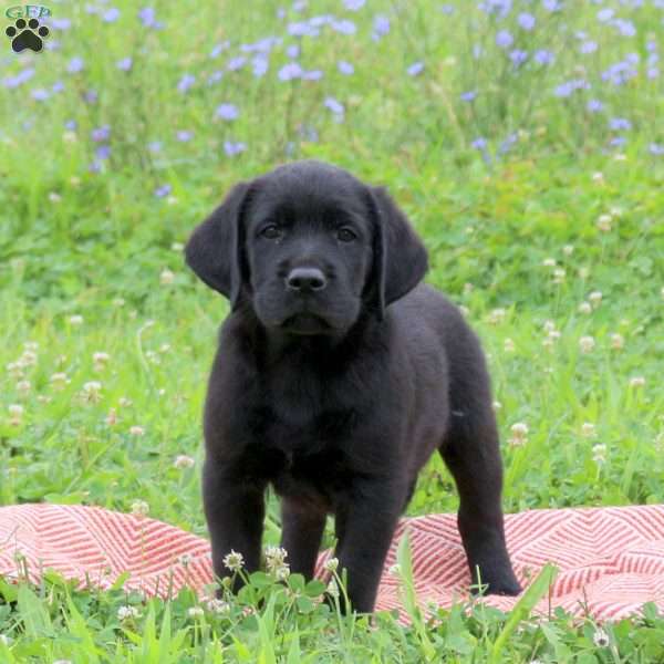 Jordan, Golden Labrador Puppy