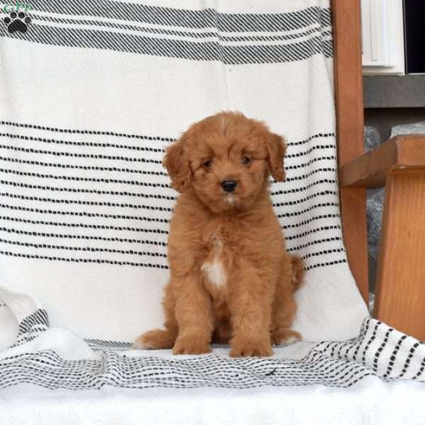 Jordan, Cavapoo Puppy