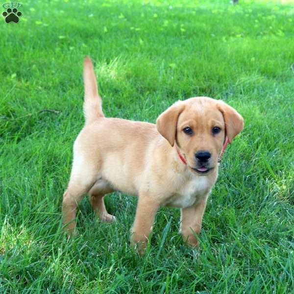 Jordan, Fox Red Labrador Retriever Puppy