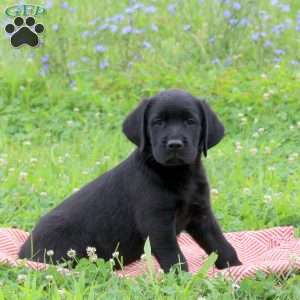 Jordan, Golden Labrador Puppy