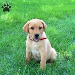 Jordan, Fox Red Labrador Retriever Puppy